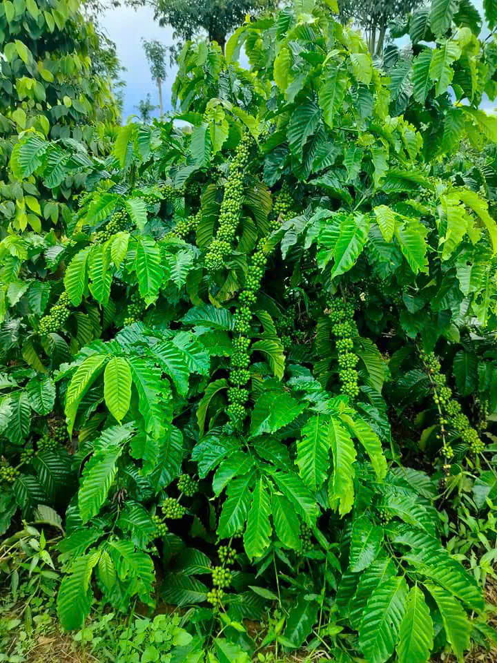 z6529306886614_9c2c48b2b93f86681c14a3c5cdeee7d2